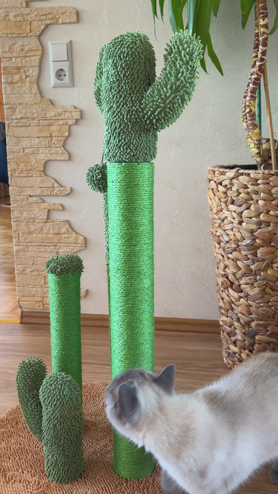 Der KratzKaktus